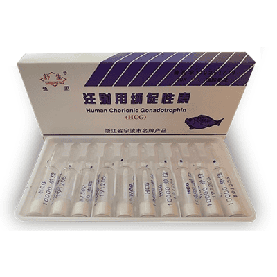 HCG អ័រម៉ូន បង្កាត់ពូជសិប្បនិមិត្តសម្រាប់ជលផល